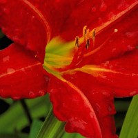 Day Lilly - Red Rum