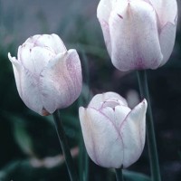 Shirley Tulips