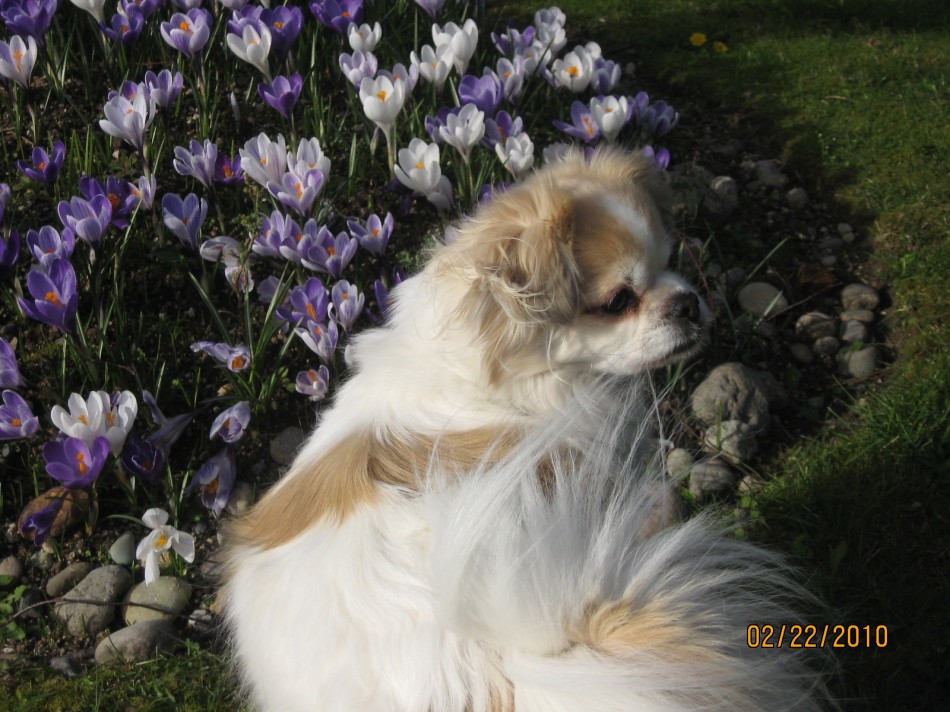 Sophie in Springtime