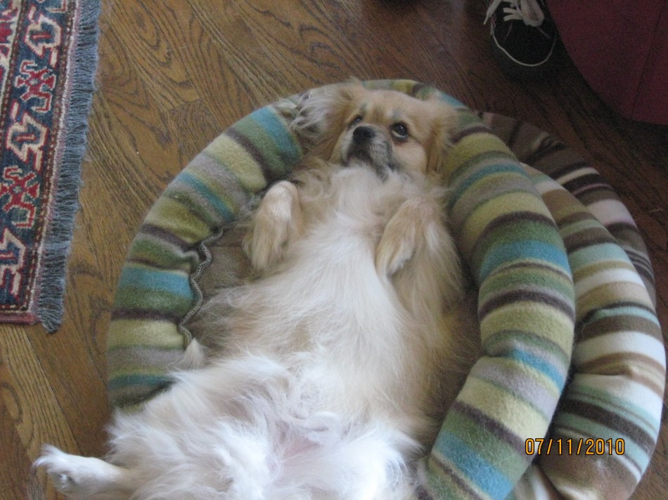 Rudy in his "please rub my tummy pose"