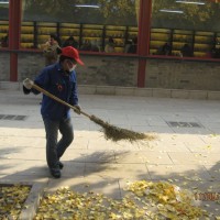 Sweeping the Ginko Leaves