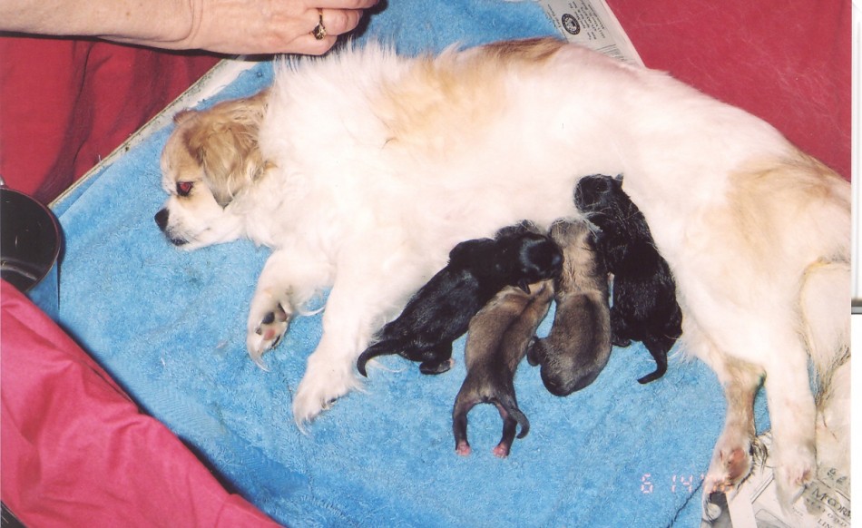 Sophie & Pups (Rudy is in this pix)